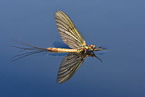 Mayfly (Ephemera danica) just emerged at waters surface in dun form, the first of two winged adult instars or developmental stages, Hertfordshire, England, UK, June.