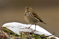 Meadow pipit (Anthus pratensis) in snow, Hertfordshire, England, UK, January.