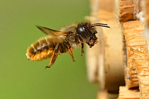 Female Red mason bee (Osmia bicornis) carrying mud to seal nest cell in an insect box, Hertfordshire, England, UK, May.