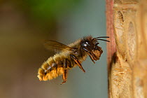 Female Red mason bee (Osmia bicornis) carrying mud to seal nest cell in an insect box, Hertfordshire, England, UK, May.