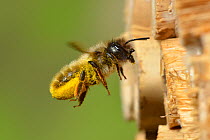 Female red mason bee (Osmia rufa) carrying pollen on its abdominal scopa (pollen carrying hairs) to a nest cell in an insect box, Hertfordshire, England, June.