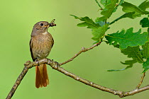 Female Redstart (Phoenicurus phoenicurus) perched with insect prey, Wales, UK, June.