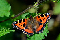 Small tortoiseshell butterfly (Aglais urticae) sunning itself on a Stinging nettle (Urtica dioica) leaf, Hertfordshire, England, UK, June.