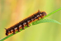 Drinker moth (Euthrix potatoria) caterpillar drinking dew from a grass stem, Hertfordshire, England, UK, May. Controlled conditions.