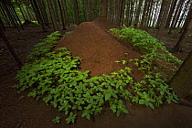 European Red Wood Ant (Formica polyctena) nests in pine forest, Hessen, Germany, July.