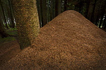 European Red Wood Ant (Formica polyctena) nest in pine forest, Hessen, Germany, July.