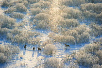 Moose (Alces alces) herd on a cold -18 C morning amongst frozen willow bushes, with snow, in Tartumaa, Estonia. January. Highly commended in the Mammals category of the GDT competition 2013.