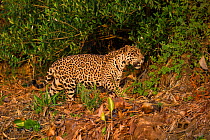 RF- Wild male Jaguar (Panthera onca palustris) stalking along  bank of Cuiaba River in late afternoon sunlight. Northern Pantanal, Brazil. Endangered species. (This image may be licensed either as rig...