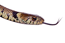 Grass snake (Natrix natrix) close-up of head, Richbourough, Kent, UK, June, meetyourneighbours.net project