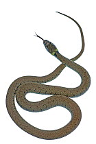 Grass snake (Natrix natrix) Richbourough, Kent, UK, June, meetyourneighbours.net project