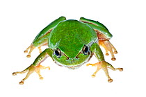 European Tree frog (Hyla arborea) Milatos, Lasithi, Crete, Greece, March, meetyourneighbours.net project