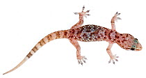 Mediterranean house gecko (Hemidactylus turcicus) Milatos, Lasithi, Crete, Greece, March, meetyourneighbours.net project