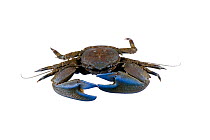 Flat-top Porcelain Crab (Petrolisthes eriomerus) Meadowdale Beach, Puget Sound, Snomish County, Washington, June, meetyourneighbours.net project