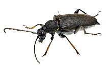 Large Black Longhorn Beetle (Stictoleptura scutellata), Slovenia, Europe, July, meetyourneighbours.net project