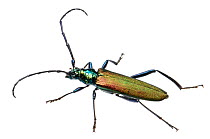 Musk Beetle (Aromia moschata), Slovenia, Europe, July, meetyourneighbours.net project
