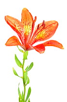 Orange Lily (Lilium bulbiferum) in flower, Slovenia, Europe, June, meetyourneighbours.net project
