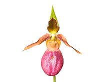 Pink Lady Slipper (Cypripedium acaule) in mountains, Greenville County, South Carolina, USA, May. Meetyourneighbours.net project