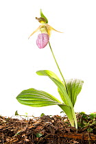 Pink Lady Slipper (Cypripedium acaule) in mountains, Greenville County, South Carolina, USA, May. Meetyourneighbours.net project