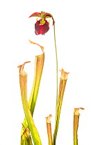 Mountain sweet pitcher plant (Sarracenia rubra ssp. jonesii) Chandler Heritage Preserve, South Carolina, USA, May. Endangered species. Meetyourneighbours.net project