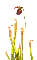 Mountain sweet pitcher plant (Sarracenia rubra ssp. jonesii) with camouflaged Long horn grass hopper (Tettigoniidae) Chandler Heritage Preserve, South Carolina, USA, May. Endangered species. Meetyourn...