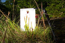 Field studio to photograph Mountain sweet pitcher plant (Sarracenia rubra ssp. jonesii) with camouflaged Long horn grass hopper (Tettigoniidae) Chandler Heritage Preserve, South Carolina, USA, May. En...