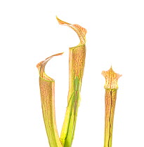 FYI - INSECT ON PLANT -An endangered plant, the mountain sweet pitcher plant (Sarracenia rubra ssp. jonesii) is found in the mountains of South Carolina and North Carolina. This plant was photographed...