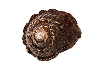 Wavy turban snail shell (Megastraea undosa), Malibu, California, USA, January, meetyourneighbours.net project