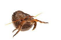 Blueband hermit crab (Pagurus samuelis), Malibu, California, USA, February, meetyourneighbours.net project