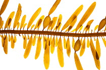 Feather boa kelp (Egregia menziesii), Malibu, California, USA, February, meetyourneighbours.net project