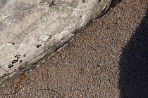 Pacific sand crab (Emerita analoga), Malibu, California, USA, May, meetyourneighbours.net project