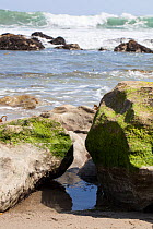 Pacific sand crabs (Emerita analoga) in rock pool Malibu, California, USA, May, meetyourneighbours.net project