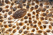 Pacific sand crab adult surrounded by young (Emerita analoga), Malibu, California, USA, May, meetyourneighbours.net project