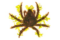 Decorator crab (Loxorhynchus crispatus) using seaweed as camouflage, Malibu, California, USA, May, meetyourneighbours.net project