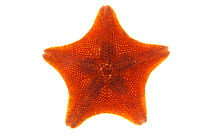 Bat star (Patiria miniata), Malibu, California, USA, June, meetyourneighbours.net project