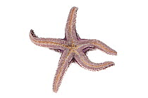 Ochre sea star (Pisaster ochraceus), Malibu, California, USA, June, meetyourneighbours.net project