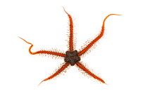 Spiny brittle star (Ophiothrix spiculata), Malibu, California, USA, June, meetyourneighbours.net project