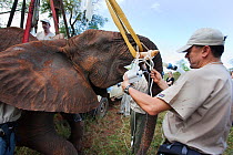 Vasectomy of wild elephant (Loxodonta africana), with Dr Jeff Zuba of the Elephant Population Management Program, senior associate veterinarian of the San Diego Zoologicial Society preparing the eleph...
