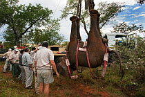 Wild elephant bull (Loxodonta africana), hoisted into position by crane for vasectomy operation in bush by the Elephant Population Management Program team. Private game reserve in Limpopo, South Afric...