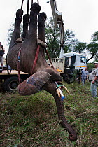 Wild elephant bull (Loxodonta africana), hoisted into position by crane for vasectomy operation in bush by the Elephant Population Management Program team.  Private game reserve in Limpopo, South Afri...