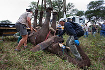 Wild elephant bull (Loxodonta africana), hoisted into position by crane for vasectomy operation in bush by the Elephant Population Management Program team with Dr Jeff Zuba, senior associate veterinar...
