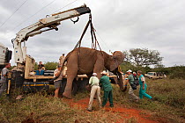 Wild elephant bull (Loxodonta africana), hoisted into position by crane for vasectomy operation in bush by the Elephant Population Management Program team.  Private game reserve in Limpopo, South Afri...