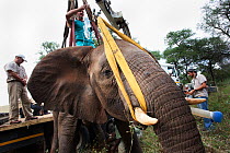 Wild elephant bull (Loxodonta africana), with drip hoisted into position by crane for vasectomy operation in bush by the Elephant Population Management Program team. Private game reserve in Limpopo, S...