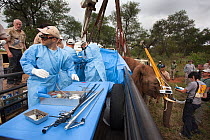 Team of Elephant Population Management Program surgeons perform vasectomy on wild elephant bull (Loxodonta africana), using keyhole surgery.  Private game reserve in Limpopo, South Africa. April 2011