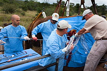Team of Elephant Population Management Program surgeons, assisted by Dr Mark Stetter, right, director of animal health at Disney's Animal Kingdom in Florida perform vasectomy on wild elephant bull (Lo...