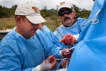 Elephant Population Management Program surgeon Dr Johan Marais, left, of the University of Pretoria's Faculty of Veterinary Science assisted by Dr Dean Hendrickson, director of Colorado State Universi...