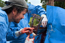 South African surgeons from the Elephant Population Management Program surgical help perform keyhole surgery to vasectomise a wild elephant (Loxodonta africana) in the bush.  Private game reserve in L...