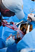 Veterinary surgeons carrying out 'keyhole' laparoscopic vasectomy on wild elephant (Loxodonta africana). Private game reserve in Limpopo, South Africa, April 2011
