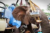 Wild elephant (Loxodonta africana), under anaesthetic while undergoing vasectomy carried out by Elephant Population Management Program veterinary team. Private game reserve in Limpopo, South Africa, A...
