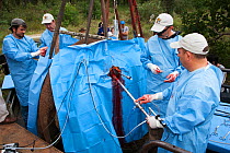 Veterinary surgeons from the Elephant Population Management Program, carrying out 'keyhole' laparoscopic vasectomy on wild elephant (Loxodonta africana). Private game reserve in Limpopo, South Africa,...