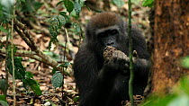 THIS VIDEO CLIP WILL BE AVAILABLE TO VIEW ONLINE SOON. TO VIEW NOW, PLEASE CONTACT US. -Close-up of a young Western gorilla (Gorilla gorilla), member of the 'Makumba' group, breaking open a termite ne...